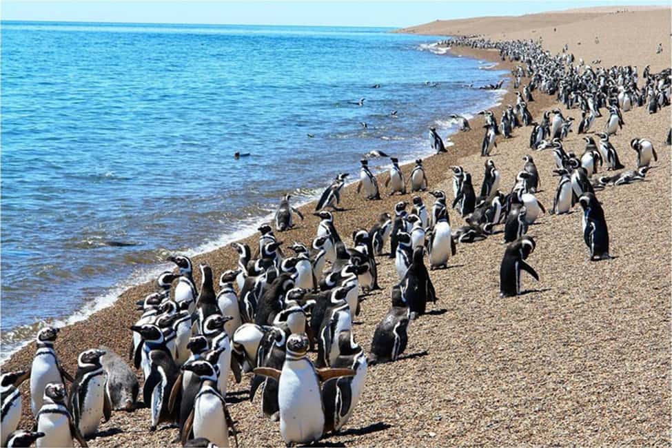 Bild Nr. 6 von Ab Puerto Madryn: Tagestour nach Punta Tombo mit Hoteltransfer Aktivität in Chubut Provinz, hochgeladen vom Anbieter
