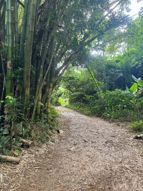 billede nr.34 af aktiviteten Fajardo: Guidet eventyr i El Yunque-skoven i Río Grande, Puerto Rico, uploadet af udbyder