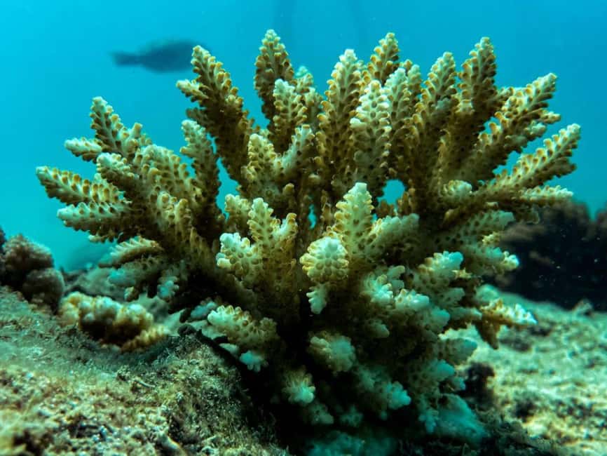 image n.9 of Airlie Beach: Glass-Bottom Boat Tour activity in Shute Harbour, uploaded by supplier