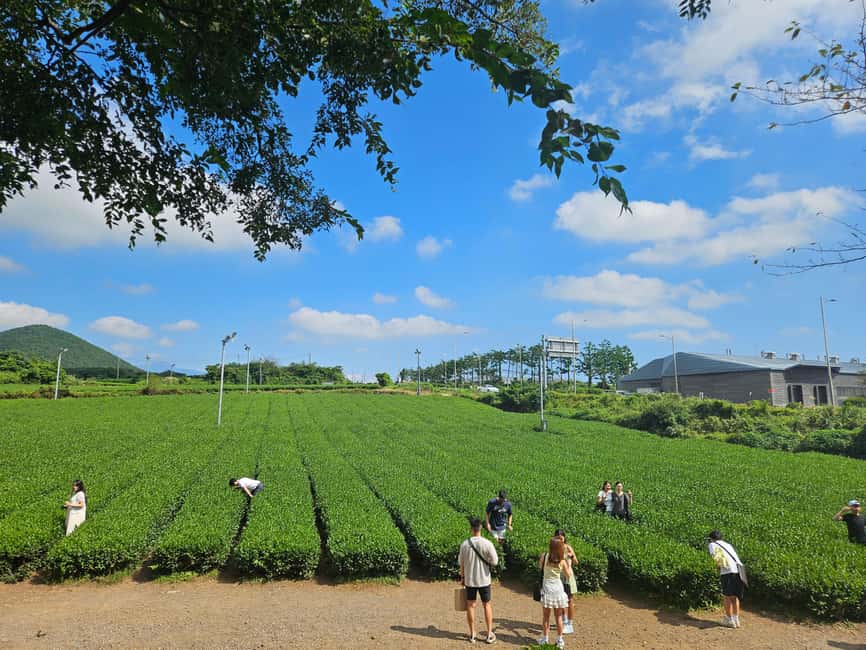 image n.23 of Jeju Island: Full-Day SouthWest Bus Tour with Entry Fees activity in Seogwipo-si, uploaded by supplier
