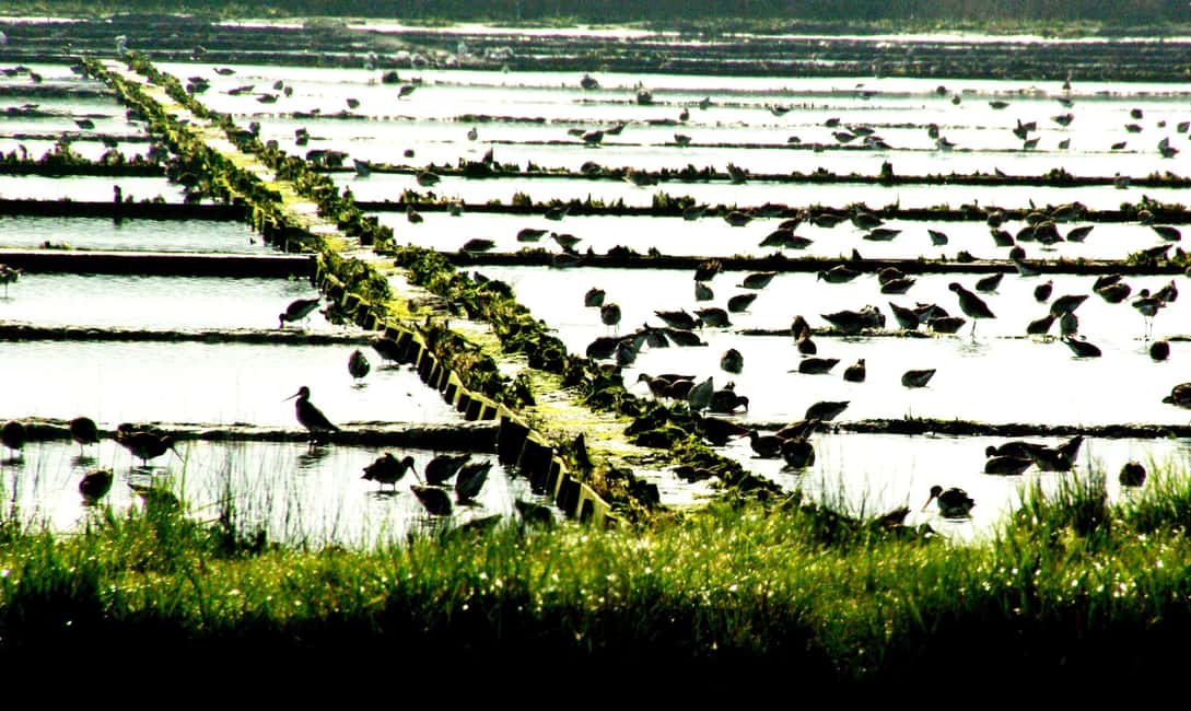 image n.3 of From Porto to Aveiro: Cruise, Aves, Salinas, Costa Nova, and Vista Alegre activity in Aveiro, uploaded by supplier