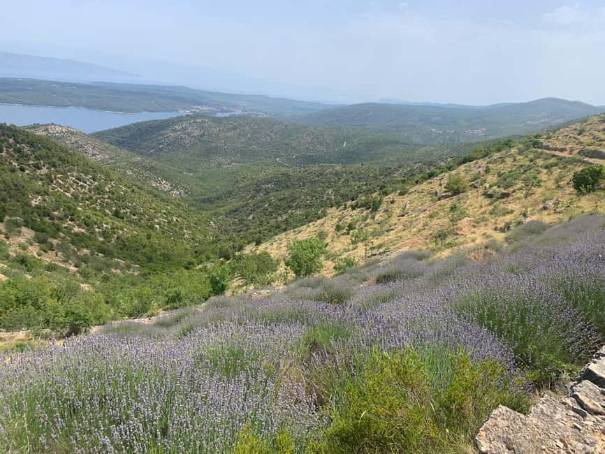 image n.9 of Hvar: Hvar Wine Tasting Experience activity in Zagreb County, uploaded by supplier