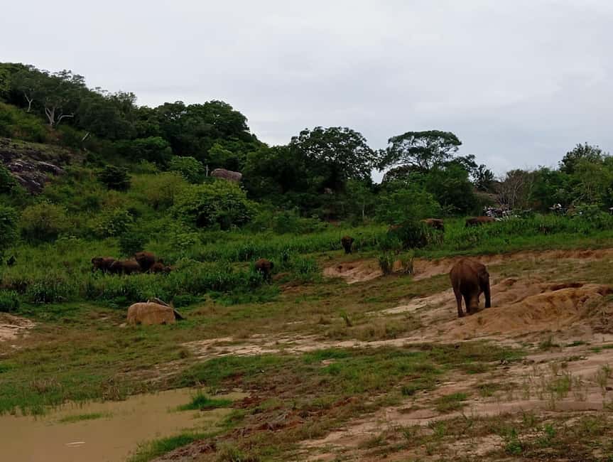 image n.8 of From Dambulla/Sigiriya/: Minneriya National Park 4hr safari activity in Anuradhapura, uploaded by supplier