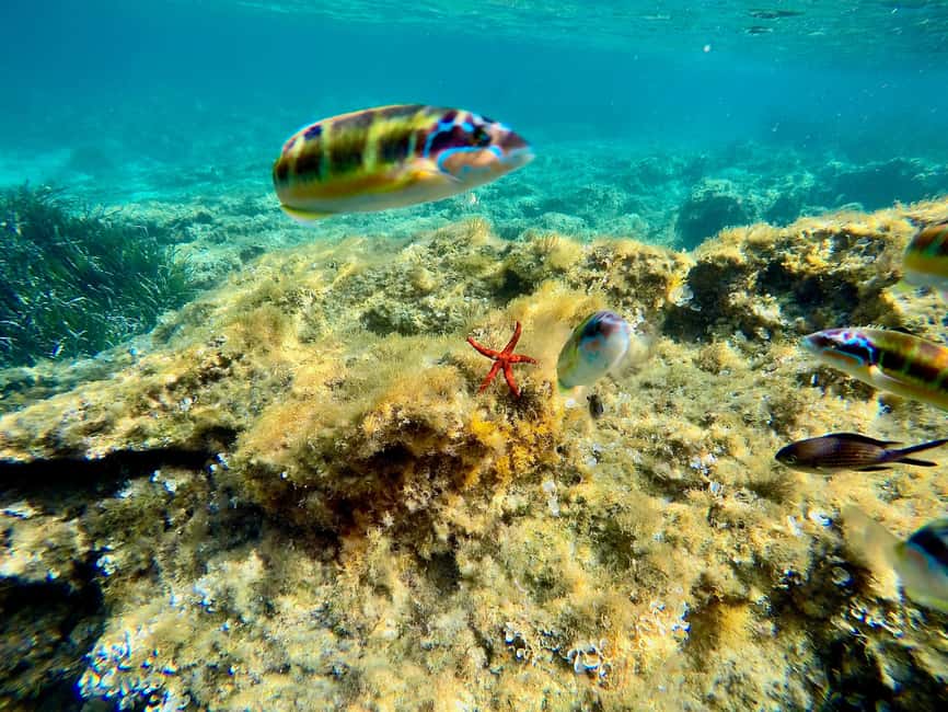 image n.8 of Tropea: escursione Max 8 People esclusive Costa degli Dei activity in Calabria, uploaded by supplier