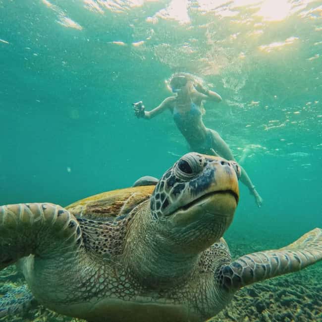 image n.11 of Ko Tao: Tao-Nangyuan Snorkeling Day Trip with Meals & Sunset activity in Ko Tao, uploaded by supplier