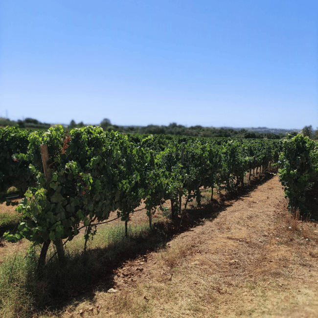 image n.28 of From Albufeira: Full-Day Wine Tasting Tour with a Guide activity in Monchique, uploaded by supplier