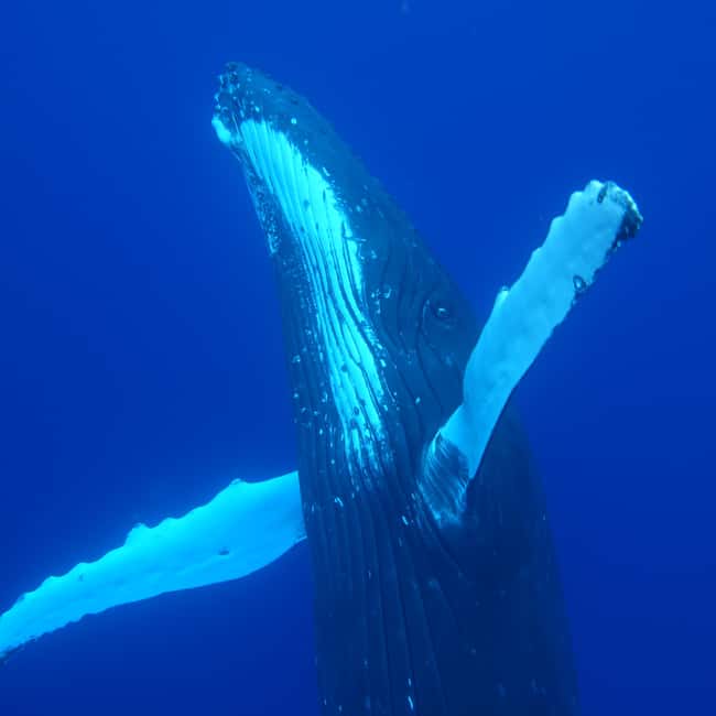 image n.5 of Tahiti island: Whale watching Experience activity in Puna'auia, uploaded by supplier