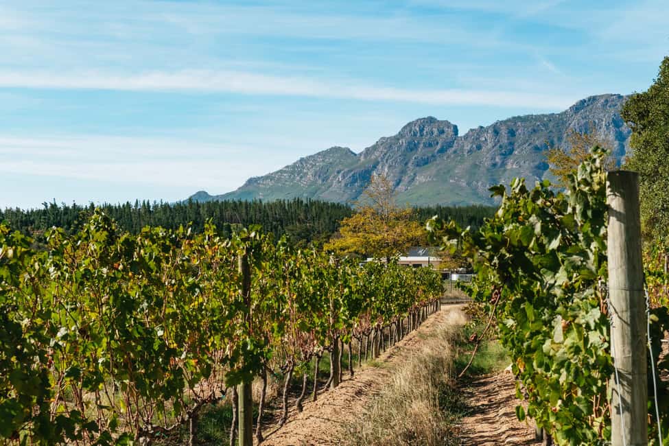 From Cape Town: Full Day Winelands Tour with wine tastings