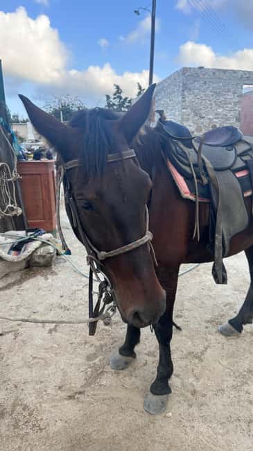 image n.6 of Paros: Morning Island Horseback Riding Adventure activity in Parikia, uploaded by supplier