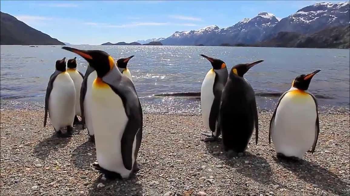 imagem n.17 de Ushuaia: Passeio de barco pelo Canal de Beagle e experiência com pinguins atividade em Terra do Fogo, carregada pelo fornecedor