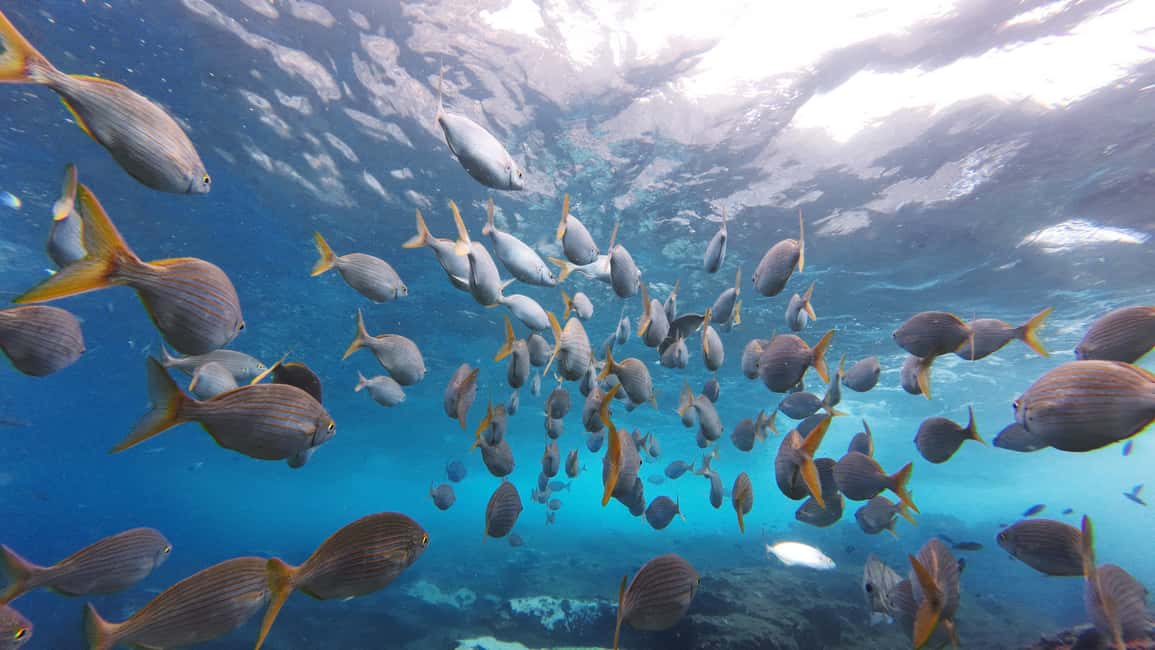 image n.31 of Tenerife: Kayak & Snorkel with Turtles & Dolphins w/Photos activity in Los Cristianos, uploaded by supplier