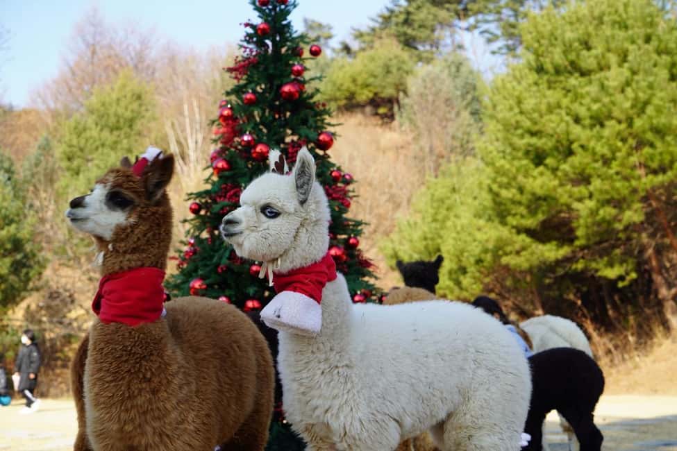 imagen n.º 1 de Seúl: Alpaca/Nami/Eobi (+RailBike, fresas opcionales) Tour actividad en Provincia de Gangwon, subida por el proveedor