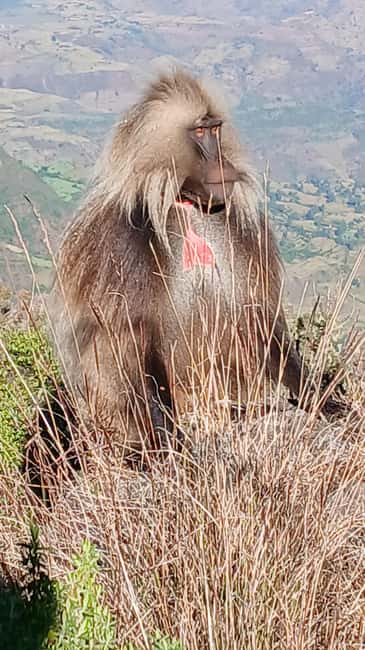 image n.4 of From Gondar: Simien Mountains 2 Day Guided Trekking Tour activity in Amhara Region, uploaded by supplier