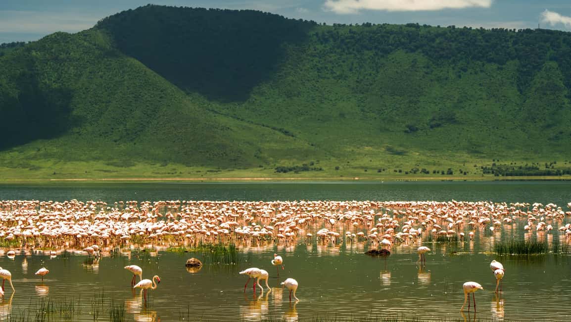 image n.7 of Zanzibar: 3-Day Northern Safari with Flights Included activity in Arusha (Region), uploaded by supplier