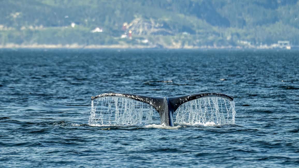 Obraz nr 5 z atrakcji Tadoussac/Charlevoix: Wycieczka zodiakalna z obserwacją wielorybów w Tadoussac, przesłany przez organizatora