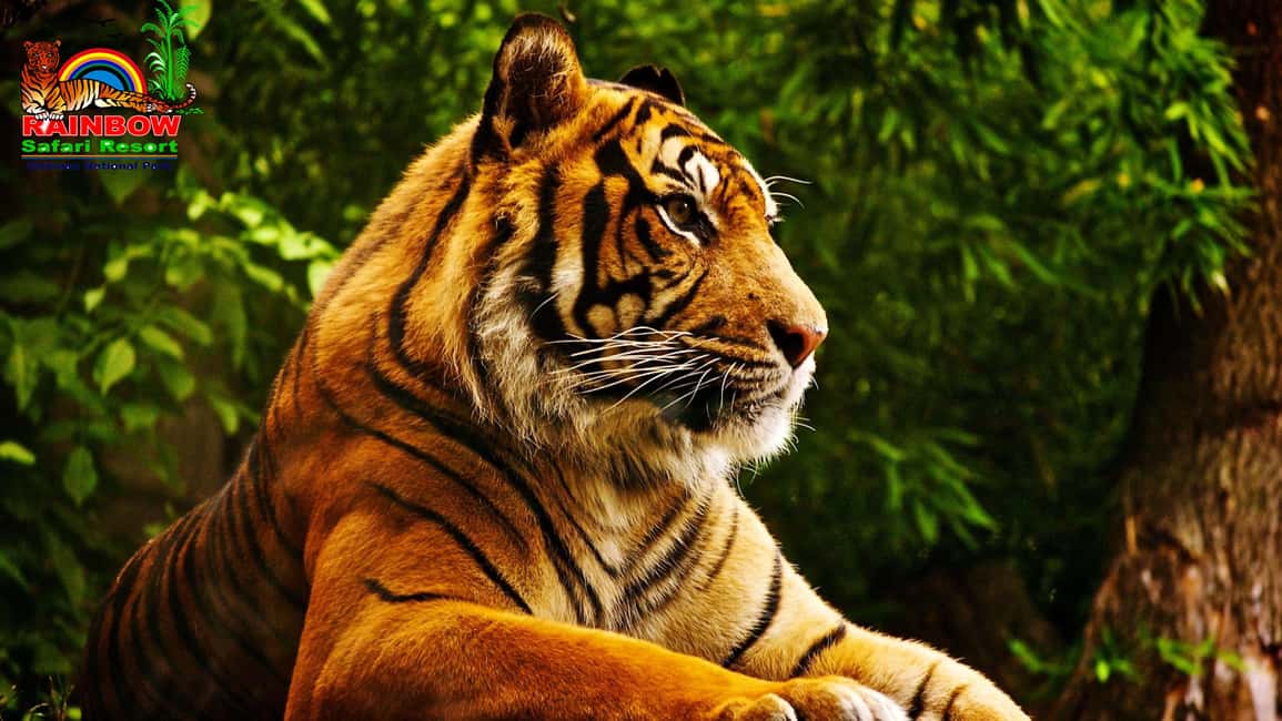 image n.5 of Kathmandu/Pokhara: 3 Day Chitwan Jungle Safari Tour activity in Pashchimanchal, Western Region, uploaded by supplier