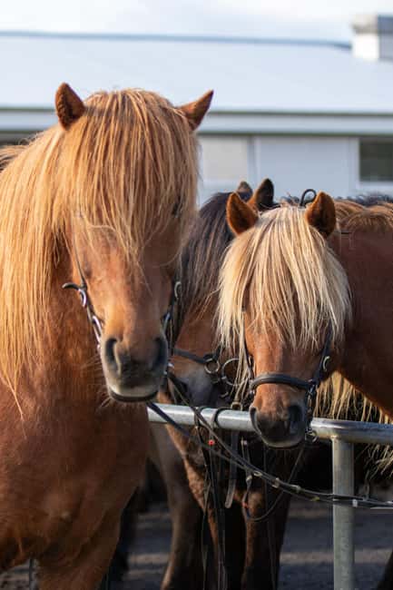 imagen n.º 2 de Hveragerdi: Excursión a Caballo con Encanto Rural actividad en Hveragerði, subida por el proveedor