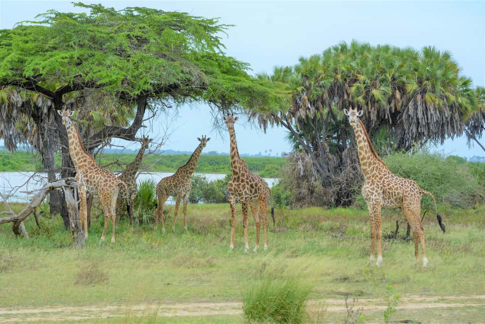 image n.21 of From Zanzibar: Day Selous Game Reserve Safari with Flights activity in Morogoro Region, uploaded by supplier