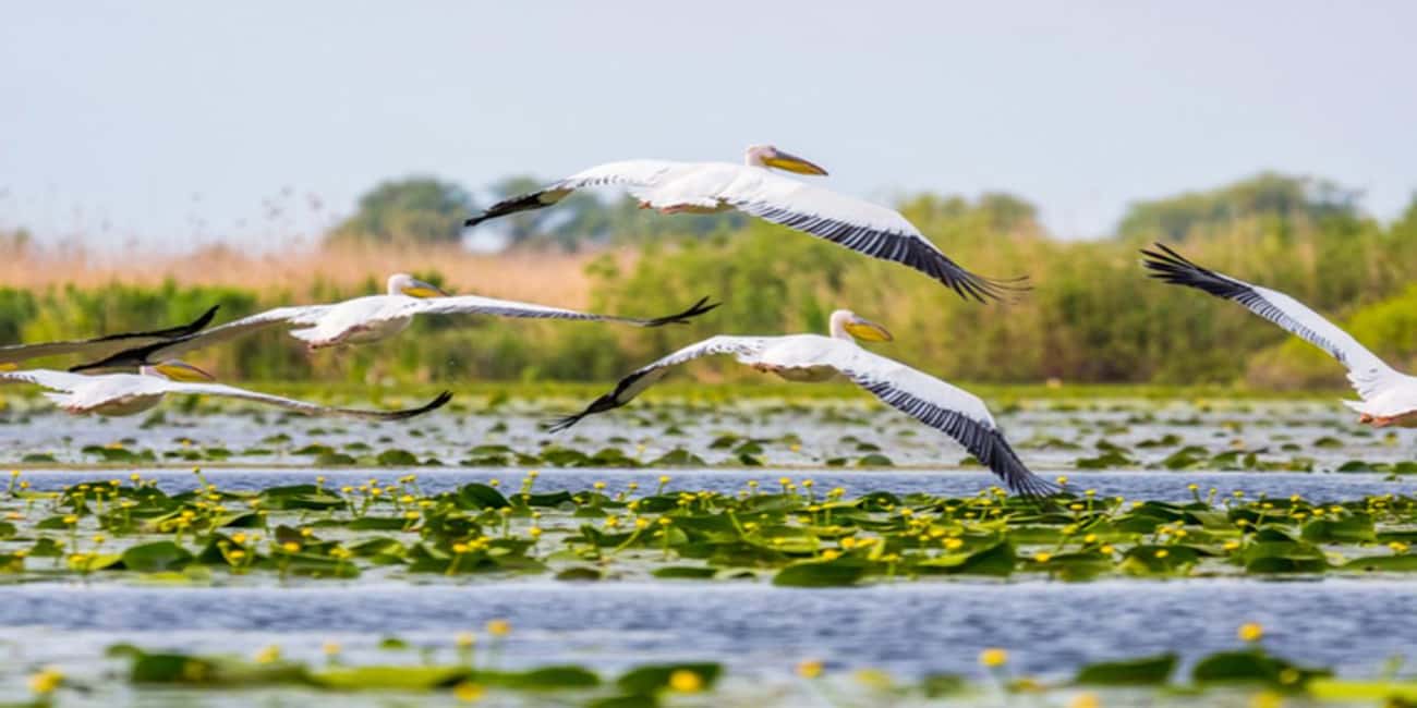 image n.1 of PREMIUM TOUR SMALL GROUP Bucharest: Day Trip to Danube Delta activity in Tulcea County, uploaded by supplier
