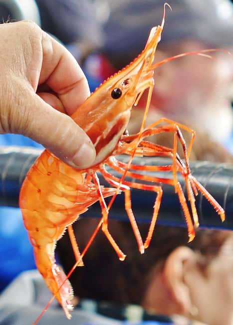 image n.5 of Bering Sea Crab Fishermen's Tour activity in Ketchikan, uploaded by supplier