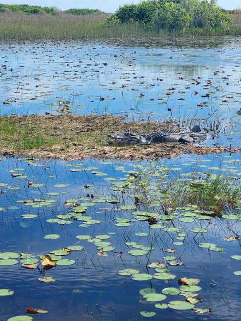 bild nr.19 av Miami: Everglades Airboat Eco Tour med lyxig transport aktivitet i Florida, uppladdad av arrangören