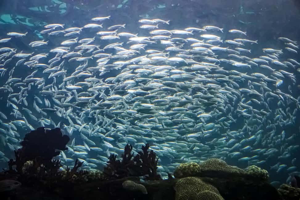 Bild Nr. 5 von Das Florida Aquarium Ticket Aktivität in Tampa, hochgeladen vom Anbieter