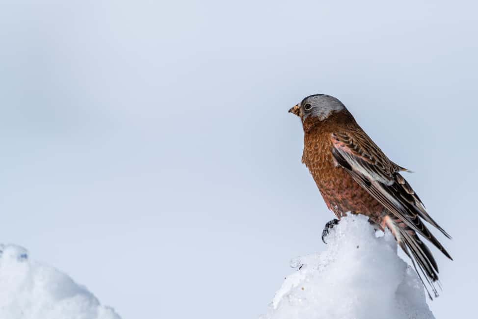 image n.18 of Yellowstone National Park: 3 Day Wildlife Photography Tour activity in Wyoming, uploaded by supplier