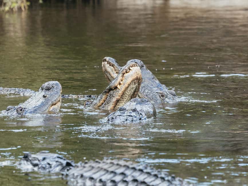 bild n.10 av Orlando: Drive-Thru Safari Park i Wild Florida aktivitet i Florida, uppladdad av leverantör