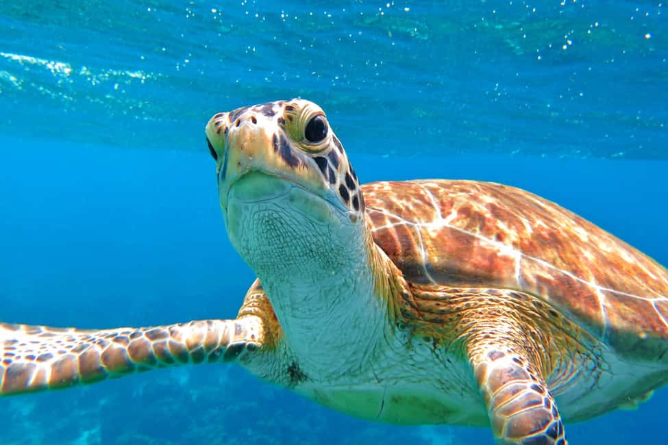 image n.8 of St. Thomas Mangrove Kayak, Hike, & Snorkel 3-Hour Tour activity in Red Hook, Saint Thomas, uploaded by supplier