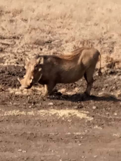 image n.4 of Overnight safari to Tsavo East from Mombasa / Diani Beach activity in Coast Province, uploaded by supplier