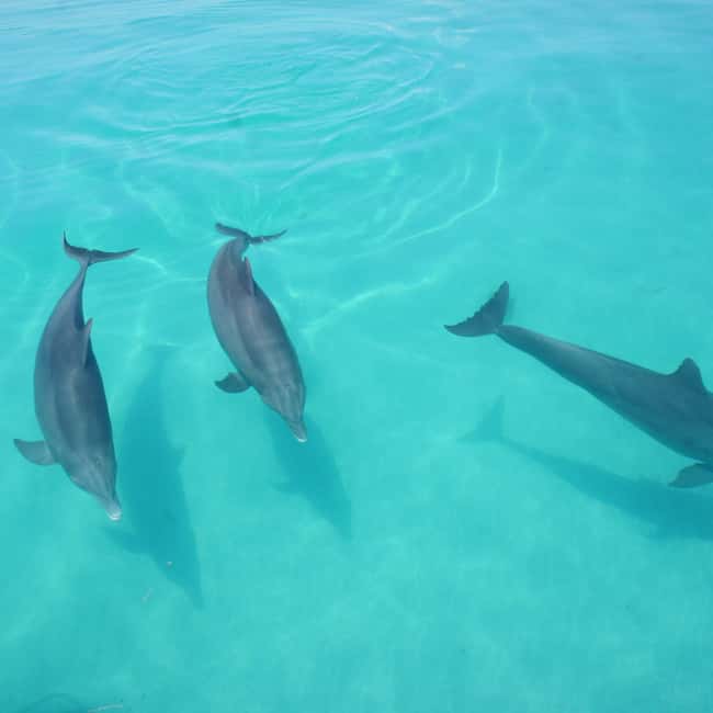 imagen n.º 3 de Observación de delfines + Vela al atardecer actividad en Cayo Hueso, subida por el proveedor
