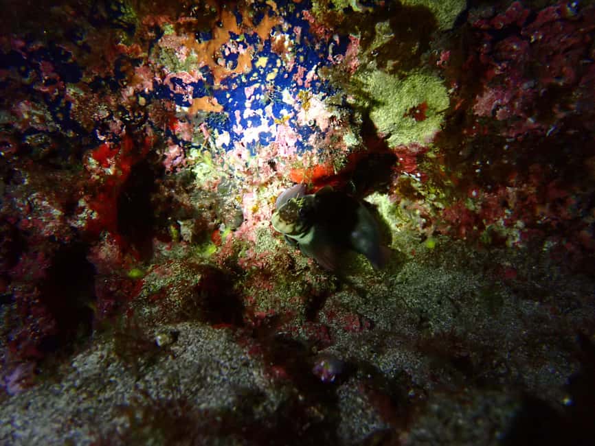 image n.6 of Night Snorkeling: An unforgettable experience! activity in Madeira, uploaded by supplier