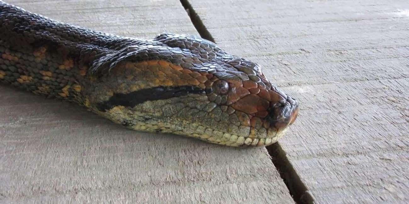 image n.2 of Iquitos Jungle 3 days activity in Huanuco Region, uploaded by supplier
