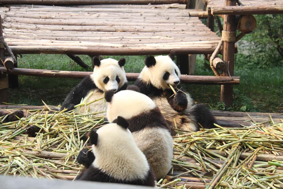 Bild Nr. 5 von Chengdu: Giant Panda Breeding Research Base Ticket Aktivität in Chengdu, hochgeladen vom Anbieter