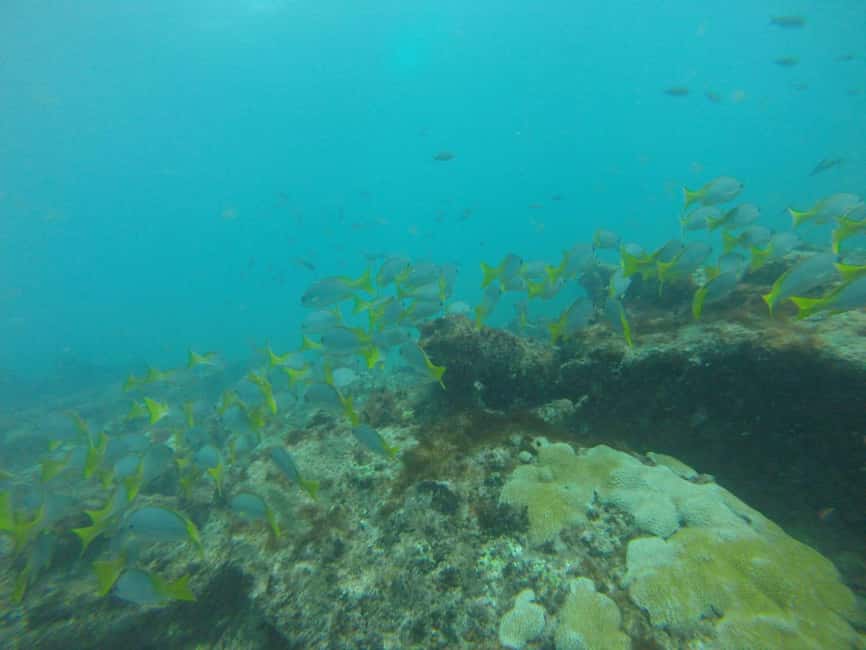 imagem n.16 de Passeio de snorkeling com guia local certificado atividade em Pedra de Lume, carregada pelo fornecedor