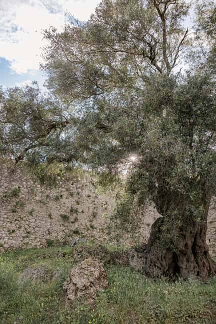 afbeelding n.11 van Corfu: Olijfolie ervaring - De Gouverneur's Olijfmolen activiteit in West-Griekenland, geüpload door aanbieder