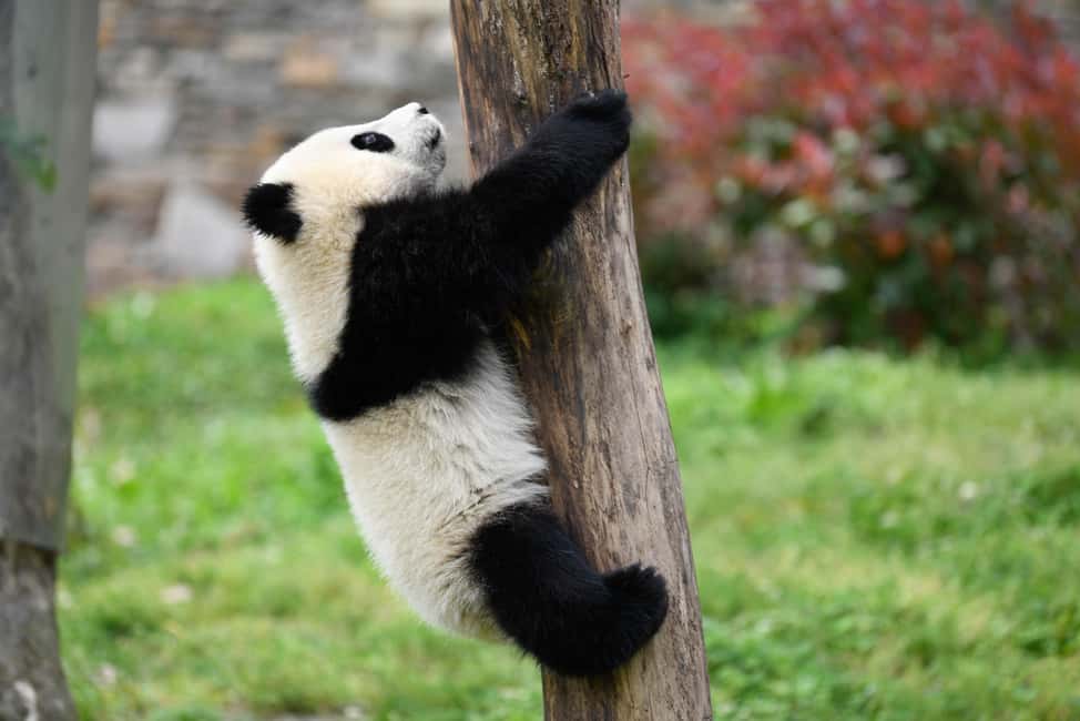 imagen n.º 10 de Excursión de un día a la Zona Escénica del Gran Buda de Leshan y al Parque del Panda actividad en Chengdu, subida por el proveedor