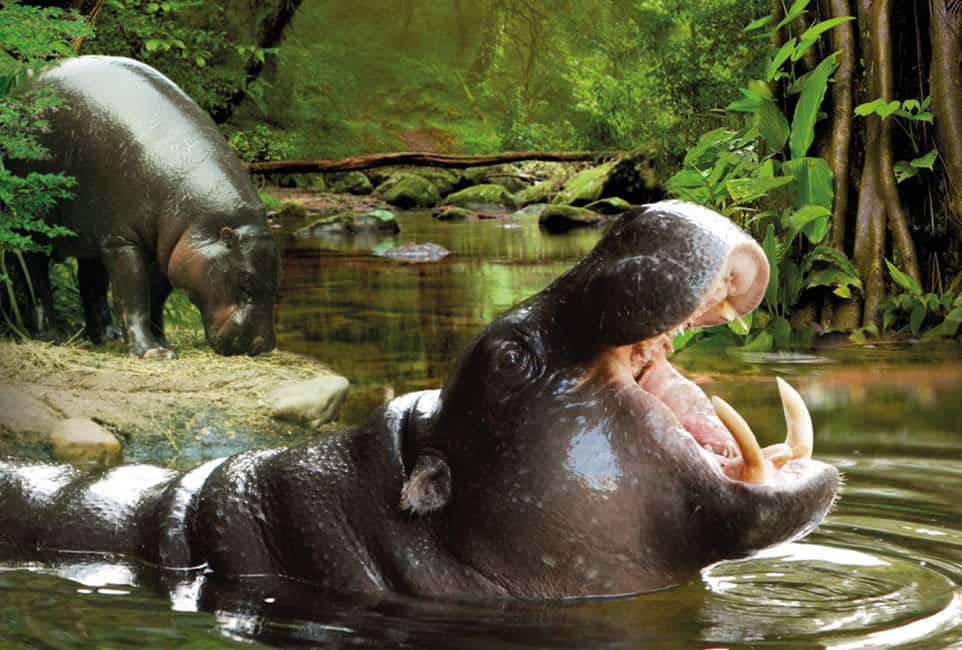 image n.6 of From Gran Canaria: Day Trip to Loro Parque Tenerife activity in Puerto de la Cruz, uploaded by supplier