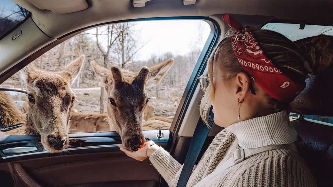 imagem n.5 de Otava: Safari privado de aventura na vida selvagem no Parc Omega atividade em Montebello, carregada pelo fornecedor