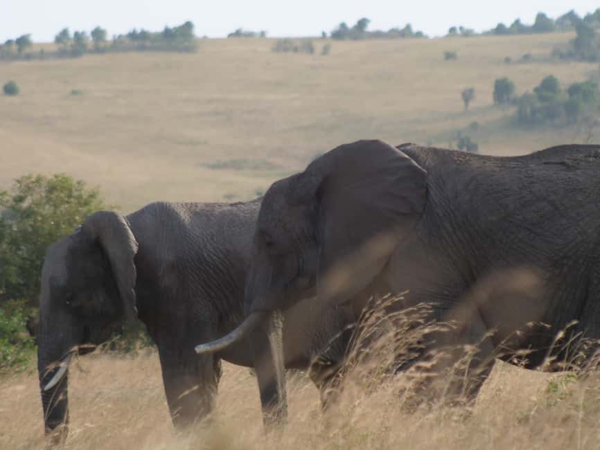 image n.9 of 5 Days Amboseli / Tsavo West & Tsavo East Safari activity in Coast Province, uploaded by supplier
