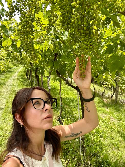 Immagine nº 25 di Il tour completo dell'Amarone: 2 cantine, pranzo e approfondimento sull'Amarone attività a Verona, caricata dal fornitore