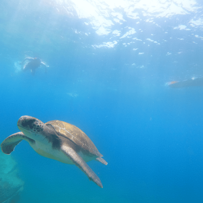 image n.25 of Tenerife: Kayak & Snorkel Tour with Snacks & Sea Life Safari activity in Telde, uploaded by supplier