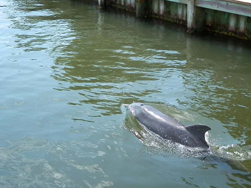 bild nr.2 av Cocoa Beach: Thousand Islands Banana River Boat Cruise aktivitet i Florida, uppladdad av arrangören