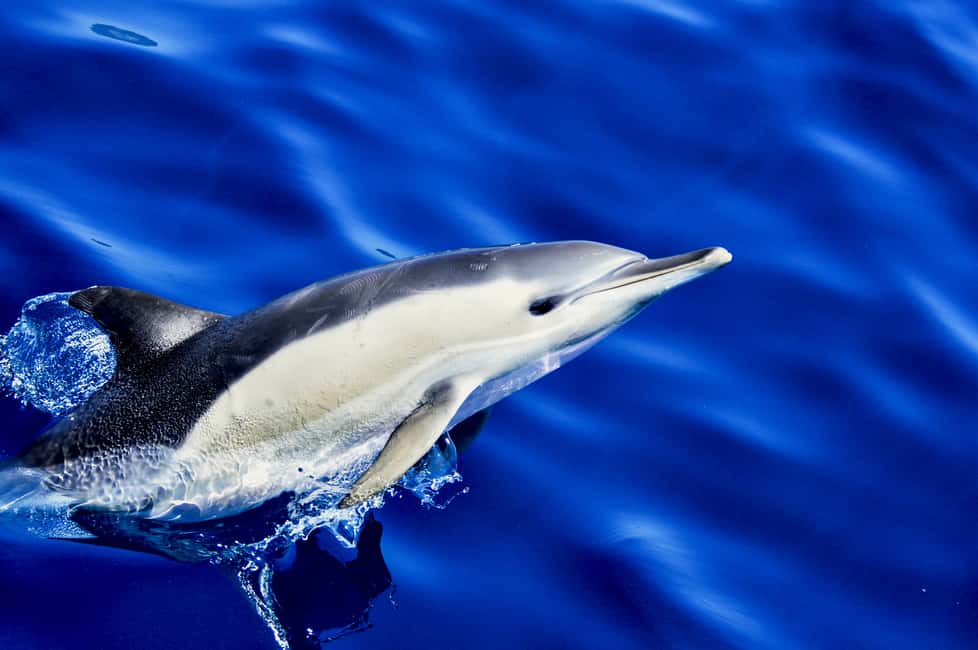 imagen n.º 7 de Gibraltar: crucero de avistamiento de delfines y acceso prioritario al teleférico actividad en Gibraltar, subida por el proveedor