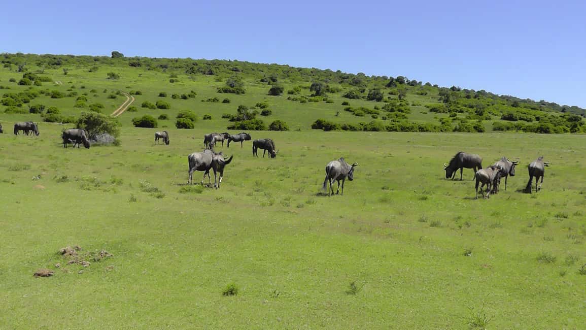 image n.16 of Port Elizabeth:2-Day Schotia Safaris & Addo Wildlife Reserve activity in Eastern Cape, uploaded by supplier