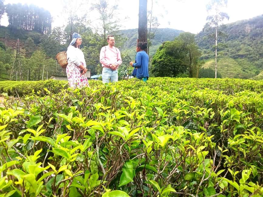 image n.20 of Nuwara Eliya Full day: 5Waterfalls, 2Tea Test & pick by TUK activity in Nuwara Eliya, uploaded by supplier
