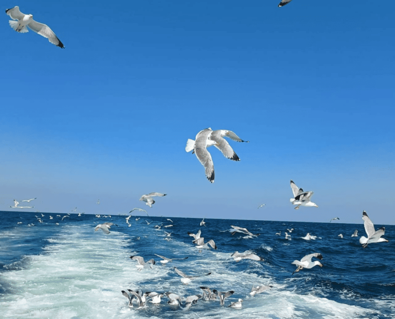 Obraz nr 16 z atrakcji Milano Marittima: Półdniowa wycieczka łodzią po Riviera Romagnola w Cesenatico, przesłany przez organizatora