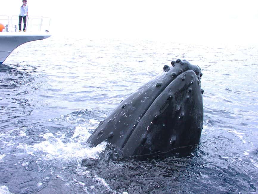 image n.9 of Okinawa:Naha:Kerama Island Experience １Dive and Snorkeling activity in Okinawa, uploaded by supplier