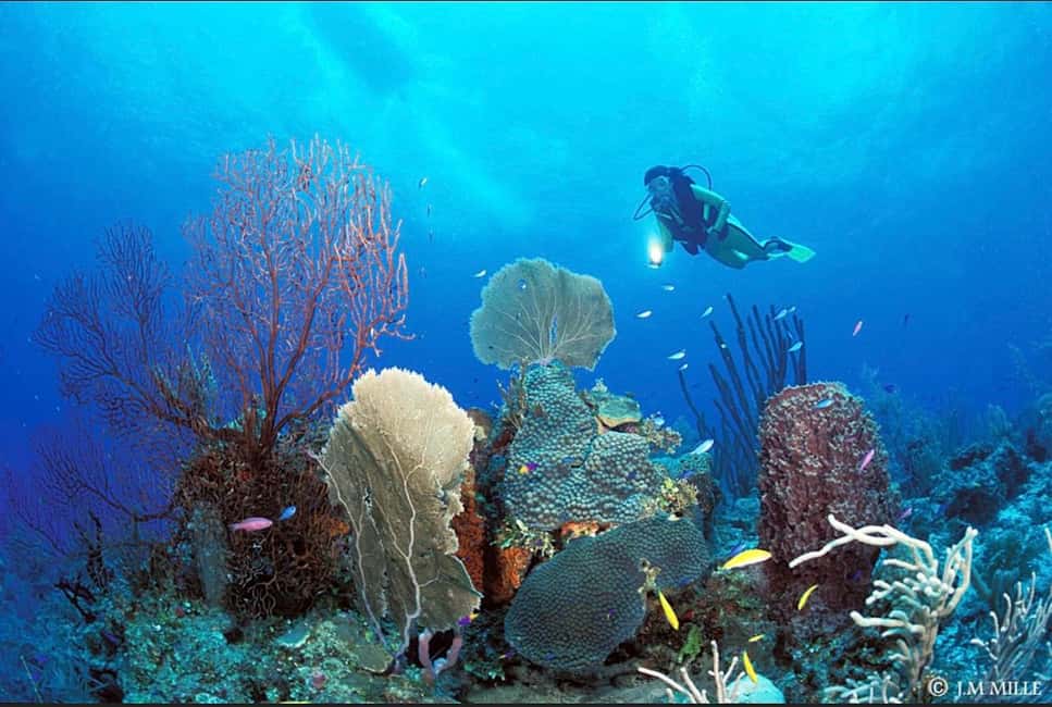 image n.6 of PADI Discover Scuba Diving: at Hol Chan Marine Reserve activity in San Pedro, Belize, uploaded by supplier
