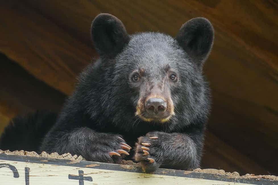 Immagine nº 13 di New Orleans: Biglietto per lo zoo di Audubon e opzione combinata attività a New Orleans, caricata dal fornitore